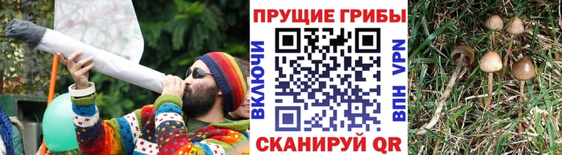 Псилоцибиновые грибы прущие грибы Бугульма